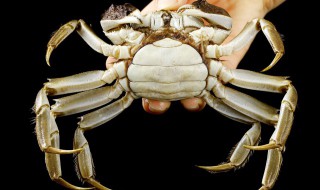 螃蟹可以用啤酒蒸吗 螃蟹可以用啤酒蒸吗?