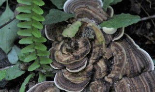 树舌有什么功效与作用 树舌有什么功效与作用