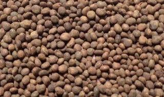 急性子泡酒的功效与作用（急性子炮制）