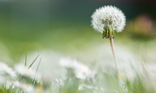 蒲公英的根和叶子功效一样吗（蒲公英的根和叶子功效一样吗能吃吗）