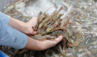 河虾怎么保存好 河虾怎么保存才新鲜