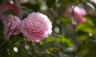 花粉可以直接吃吗（花粉吃了有什么好处）