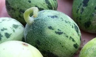 马泡瓜应该怎么吃有效（马泡瓜应该怎么吃有效果呢）