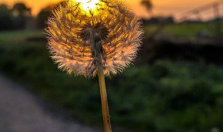 蒲公英和绿茶能同饮吗 蒲公英茶能和绿茶一起喝吗