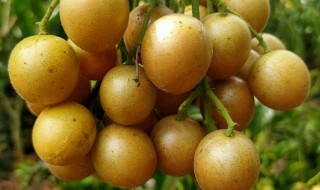 黄皮果的皮可以吃吗 黄皮果的皮可以吃吗功效与作用