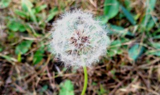 多裂蒲公英可以吃吗（多裂蒲公英图片）