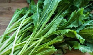 新鲜的雪里蕻怎么保存（新鲜雪里蕻的做法大全家常菜）