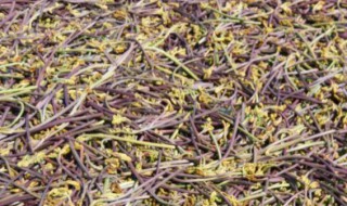 蕨菜晒干后还有毒吗 蕨菜晒干了还能吃吗