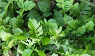 荠菜可以晒干菜吗（荠菜可以晒干菜吗怎么做）