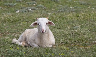 羊腩肉在哪个部位 羊腩肉是羊的哪个部位