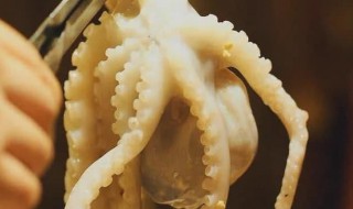 八爪鱼头里东西能吃吗（八爪鱼头里面的东西能吃吗?）