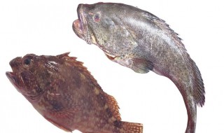 石斑鱼如何去除鱼腥味 石斑鱼如何去除鱼腥味的方法