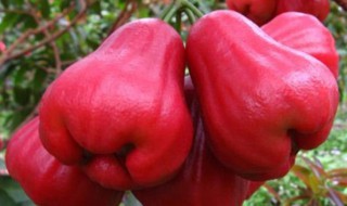 莲雾应该怎么吃（莲雾应该怎么吃才好吃）