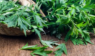 艾草去湿气的方法（艾草祛湿方法）