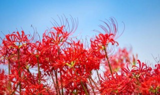 彼岸花凄美句子（彼岸花凄美句子朋友圈）