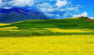 门源油菜花介绍 门源油菜花最佳观景点