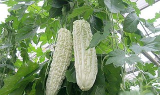 降血糖的蔬菜介绍 降血糖的蔬菜介绍图片
