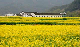 婺源油菜花介绍（婺源油菜花简介）