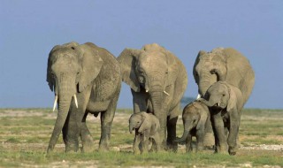 大象一般怀孕多久才能生下一个象宝宝？ 寿命是多长的
