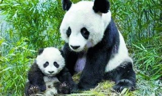 大熊猫爱吃的竹子实际上是什么（大熊猫爱吃的竹子实际上是什么呢）