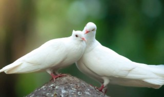 和平鸽的由来 和平鸽的由来是什么