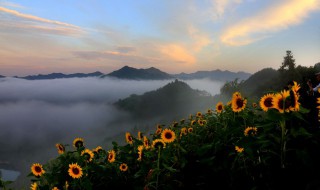 葵花籽其实是向日葵的什么（向日葵花籽是种子还是果实）