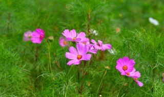 花的名字（花的名字有哪些 花名）