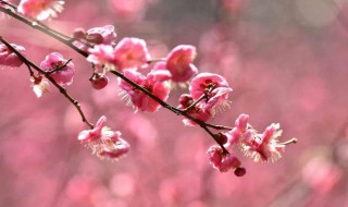 梅花儿香大结局（梅花儿香大结局49集）