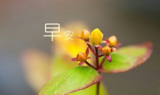 早安怎么幽默回复（女生说早安怎么幽默回复）