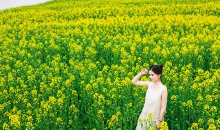 婺源油菜花什么时候开（婺源油菜花什么时候开花）