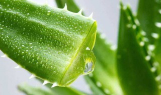 芦荟怎么种植（芦荟怎么种植成活率高）