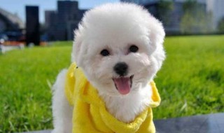 比熊犬怎么训（比熊犬怎么训练不乱叫）