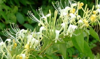 金银花怎么种植 金银花怎么种植盆栽