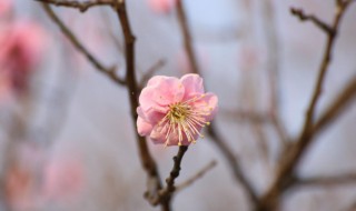 梅花有什么象征意义（梅花有什么象征意义小练笔）