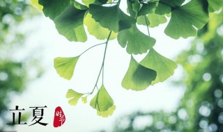 立夏过后是夏天了吗