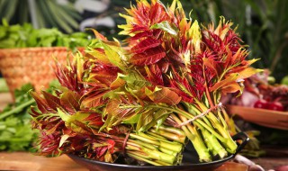椿芽什么时候发芽（椿芽什么时候发芽的）