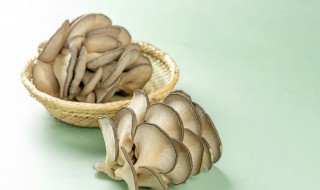 家里平菇的种植方法 家里怎样种平菇教程