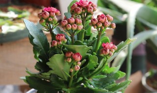长寿花五月以后怎么养护（长寿花5月还开花么）