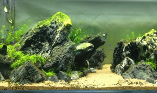 草缸缸壁褐藻怎么清除 草缸壁上的褐藻怎么清除