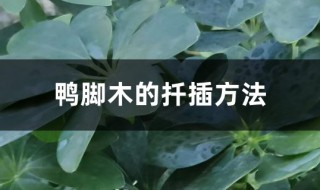 干枝鸭脚木的扦插方法 干枝鸭脚木的扦插方法图解