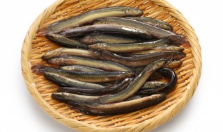 保存泥鳅方法 保存泥鳅方法图片