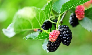 陈皮能和桑葚一起泡吗 陈皮能和桑葚一起泡吗功效