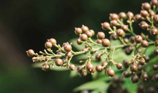 南天竹花吃多少会中毒（南天竹的花）