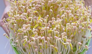 为什么生的黄豆芽豆很大 为什么生的黄豆芽豆很大很小