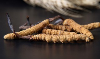 虫草一次吃几根合适 鲜虫草与干虫草哪个效果好