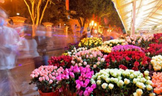 花语大全寓意（花语大全寓意励志）