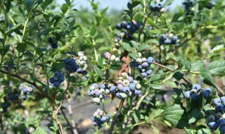 蓝莓种植（蓝莓种植地区在哪里）