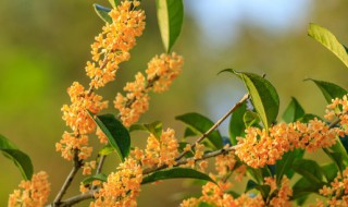 盆栽桂花树种植技术（盆栽桂花树苗怎么养）