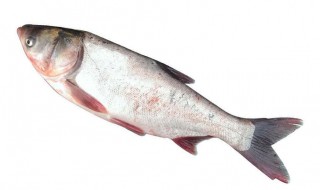 鲢鱼的营养价值与食疗功效 鲢鱼的营养价值与食疗功效与作用