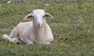 什么是羊个子 什么羊个子最大